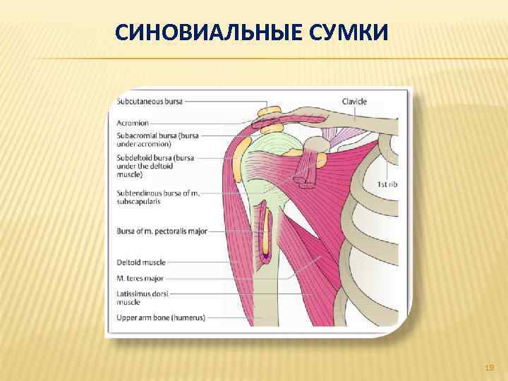 СИНОВИАЛЬНЫЕ СУМКИ 19 