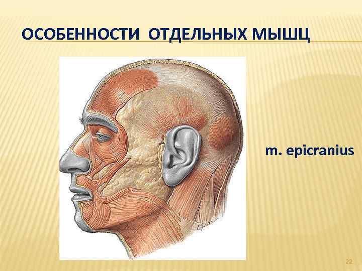 ОСОБЕННОСТИ ОТДЕЛЬНЫХ МЫШЦ m. epicranius 22 