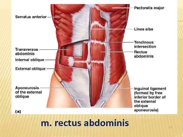 m. rectus abdominis 27 