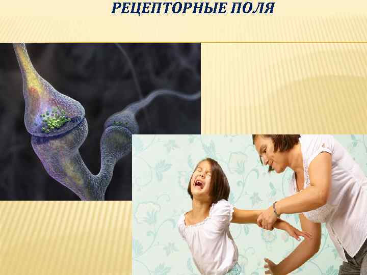 РЕЦЕПТОРНЫЕ ПОЛЯ 6 