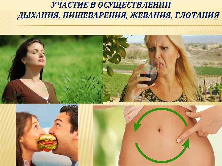 УЧАСТИЕ В ОСУЩЕСТВЛЕНИИ ДЫХАНИЯ, ПИЩЕВАРЕНИЯ, ЖЕВАНИЯ, ГЛОТАНИЯ 7 