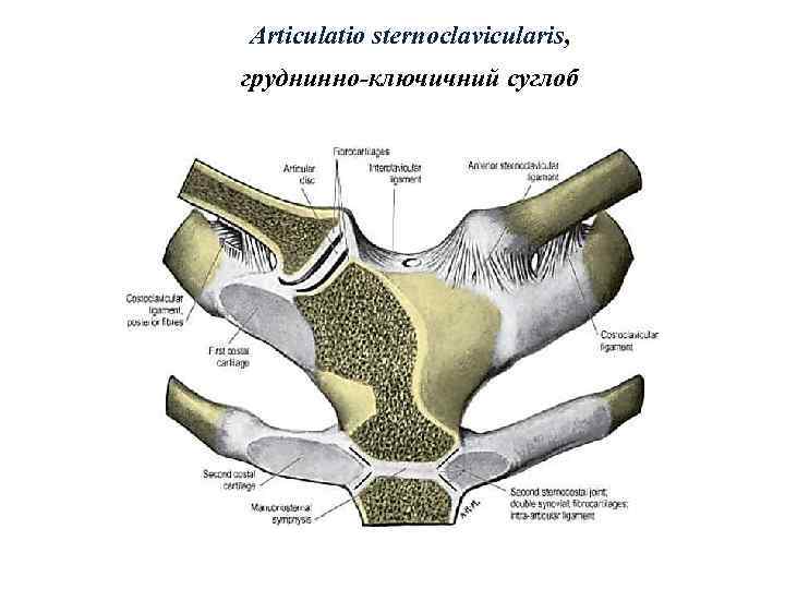 Articulatio sternoclavicularis, груднинно-ключичний суглоб 