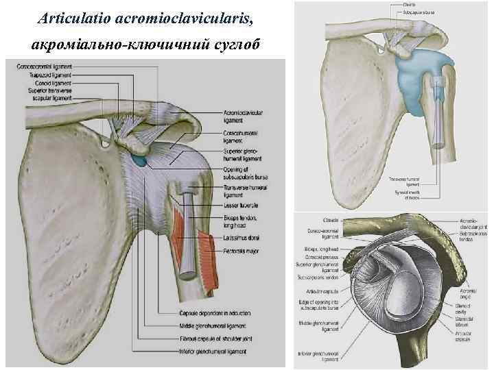 Articulatio acromioclavicularis, акроміально-ключичний суглоб 