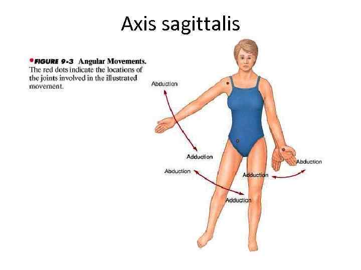 Axis sagittalis 