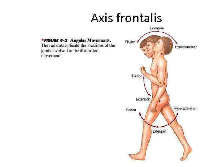 Axis frontalis 
