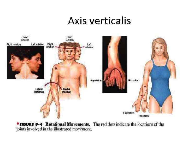 Axis verticalis 