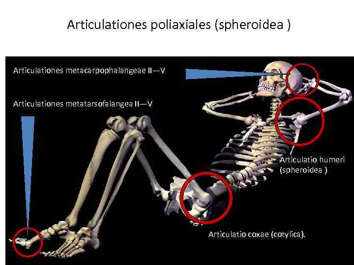 Articulationes poliaxiales (spheroidea ) Articulationes metacarpophalangeae II—V Articulationes metatarsofalangea II—V Articulatio humeri (spheroidea )