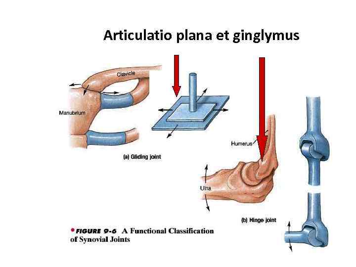 Articulatio plana et ginglymus 