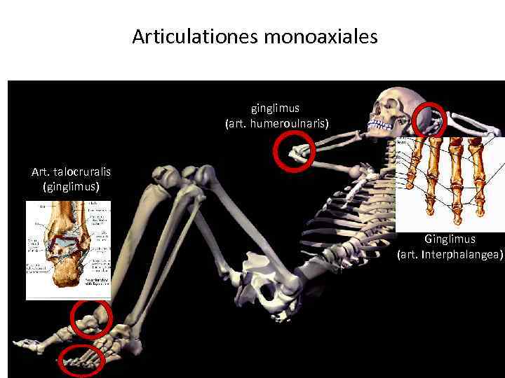 Articulationes monoaxiales gіnglimus (art. humeroulnaris) Art. talocruralis (gіnglimus) Gіnglimus (art. Interphalangea) 