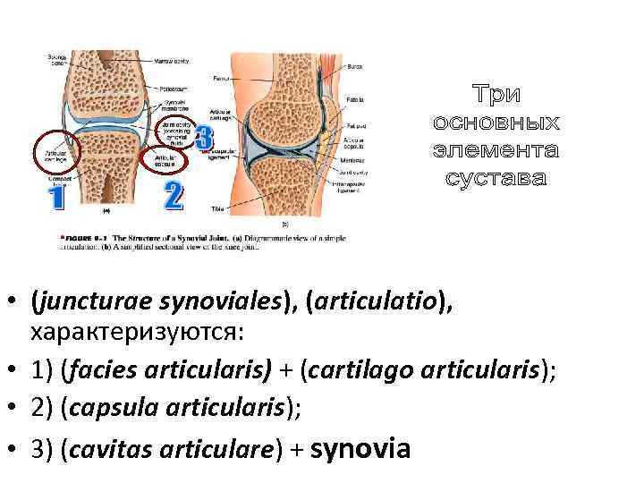  • (juncturae synoviales), (articulatio), характеризуются: • 1) (facies articularis) + (cartilago articularis); •