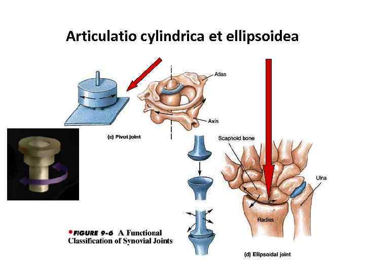 Articulatio cylindrica et ellipsoidea 