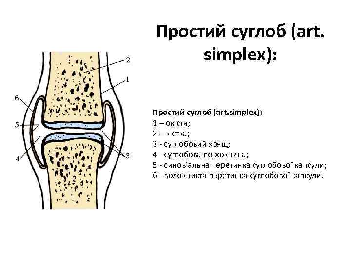 Простий суглоб (art. simplex): 1 – окістя; 2 – кістка; 3 - суглобовий хрящ;