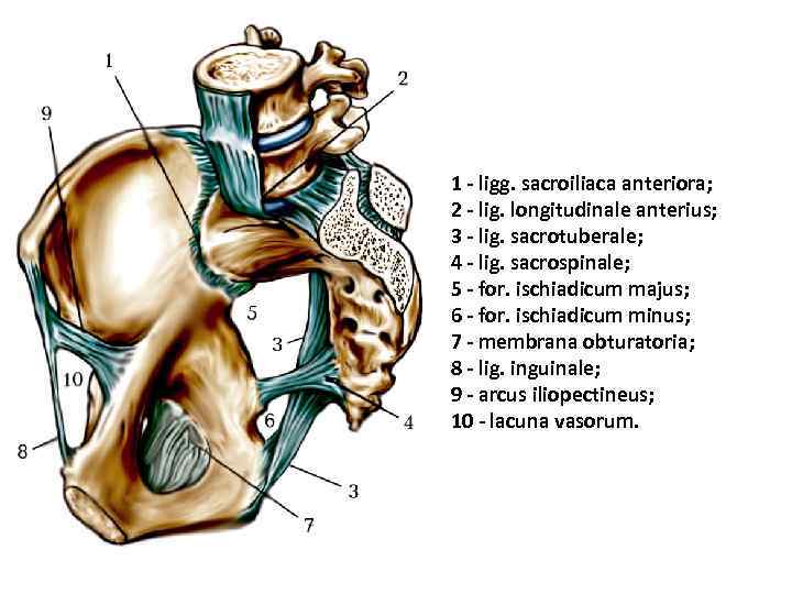 1 - ligg. sacroiliaca anteriora; 2 - lig. longitudinale anterius; 3 - lig. sacrotuberale;