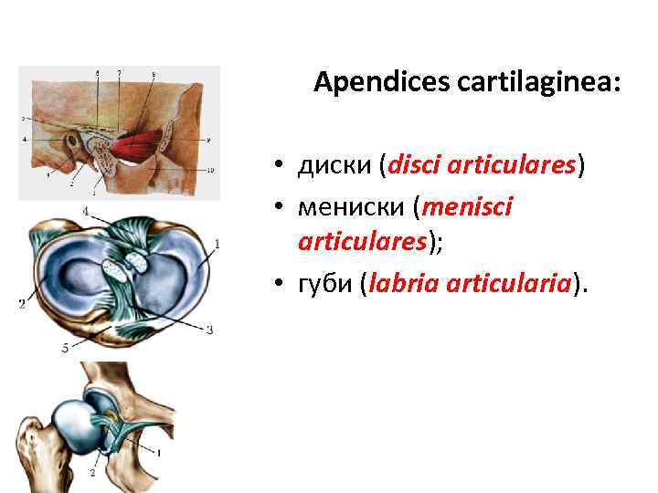 Apendices cartilaginea: • диски (disci articulares) • мениски (menisci articulares); • губи (labria articularia).