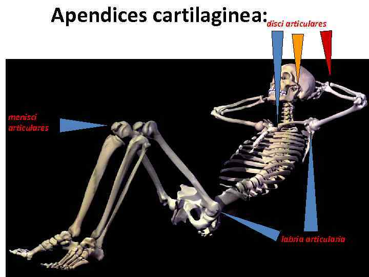 Apendices cartilaginea: disci articulares menisci articulares labria articularia 
