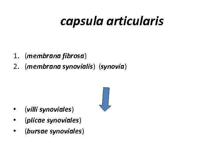capsula articularis 1. (membrana fibrosa) 2. (membrana synovialis) (synovia) • • • (villi synoviales)