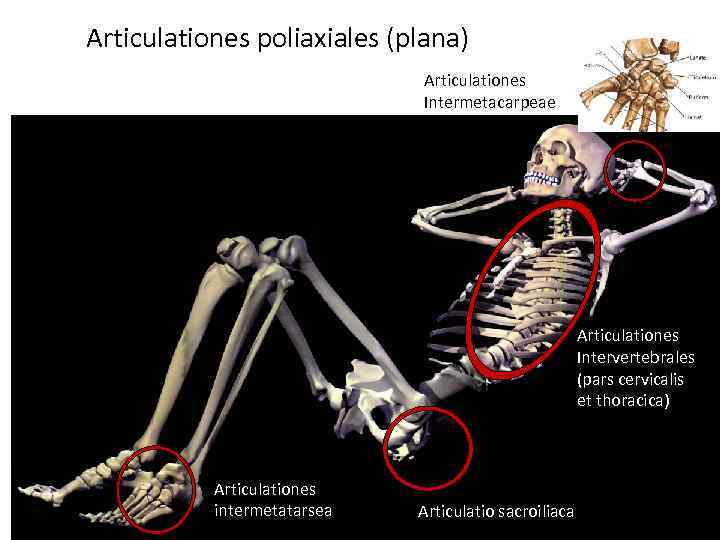 Articulationes poliaxiales (plana) Articulationes Intermetacarpeae Articulationes Intervertebrales (pars cervicalis et thoracica) Articulationes intermetatarsea Articulatio
