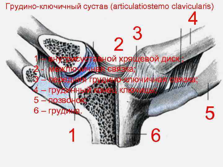 Грудино-ключичный сустав (articulatiostemo clavicularis) 2 4 3 1 – внутрисуставной хрящевой диск ; 2