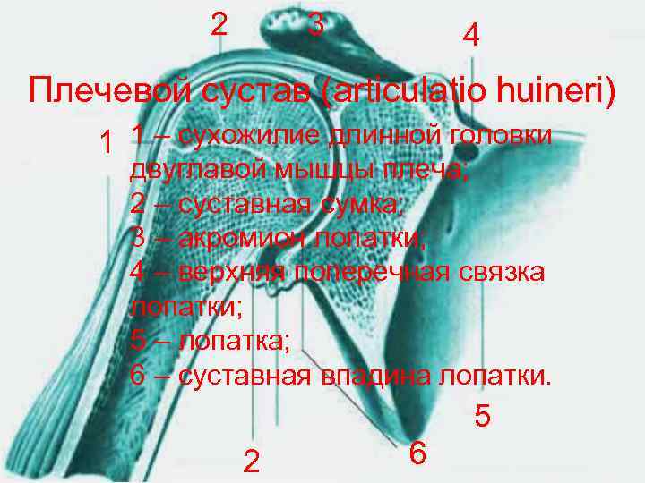 2 3 4 Плечевой сустав (articulatio huineri) 1 1 – сухожилие длинной головки двуглавой