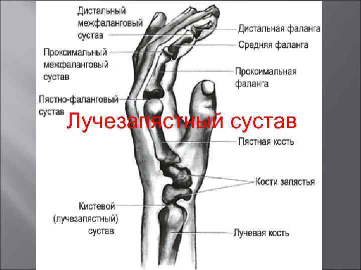 Как устроен плечевой сустав человека схема