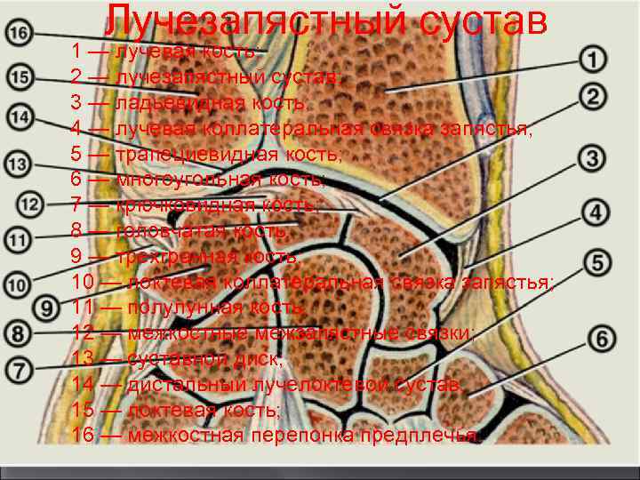  Лучезапястный сустав 1 — лучевая кость; 2 — лучезапястный сустав; 3 — ладьевидная
