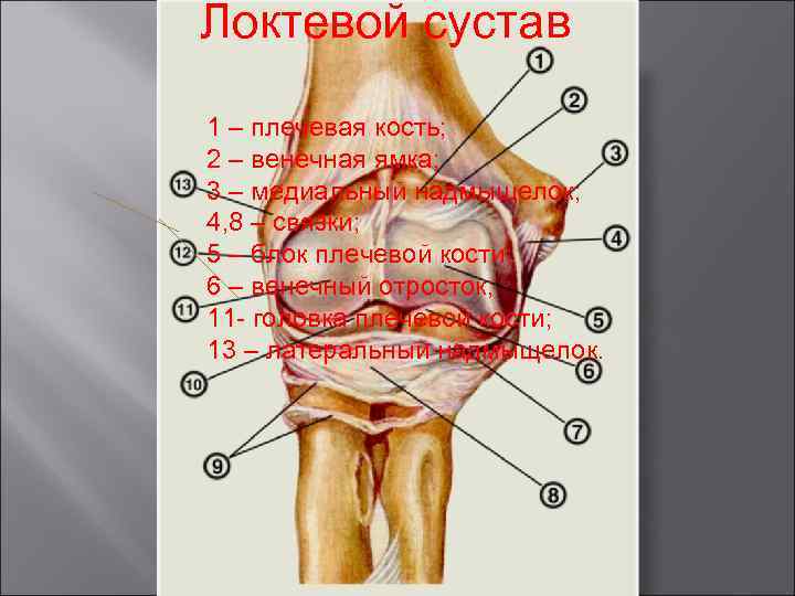 Локтевой сустав 1 – плечевая кость; 2 – венечная ямка; 3 – медиальный надмыщелок;