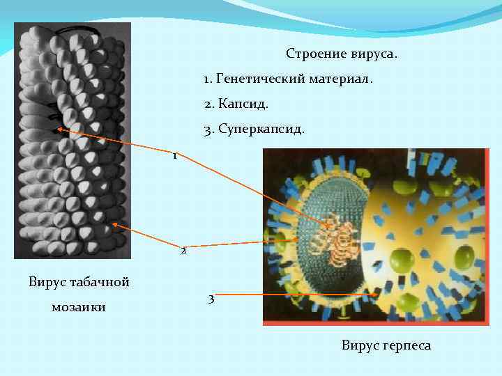 Строение вирусов растений. Строение суперкапсида вируса. Вирус табачной мозаики строение.