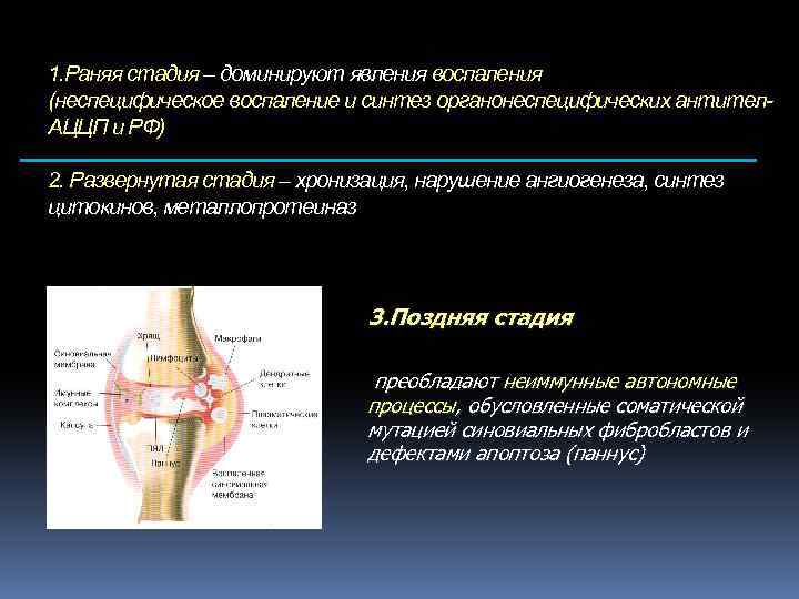 1. Раняя стадия – доминируют явления воспаления (неспецифическое воспаление и синтез органонеспецифических антител. АЦЦП