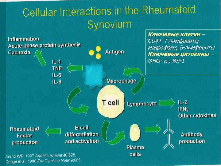 Ключевые клетки – СD 4+ Т лимфоциты, макрофаги; В-лимфоциты Ключевые цитокины – ФНО- ,