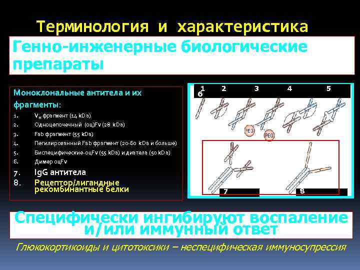 Терминология и характеристика Biologic therapies (син. Targeted therapy, Biologics, Biologic Генно-инженерные биологические response modifiers)