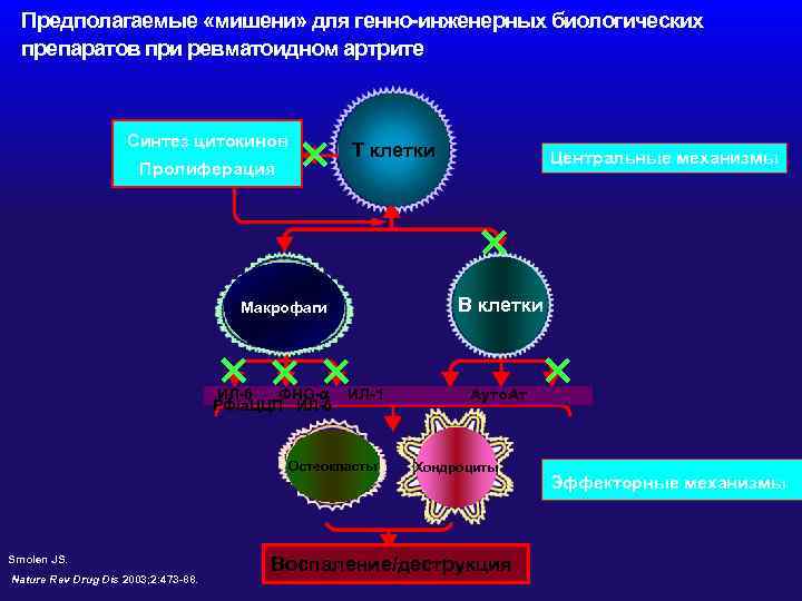  Предполагаемые «мишени» для генно-инженерных биологических препаратов при ревматоидном артрите Синтез цитокинов Пролиферация ×