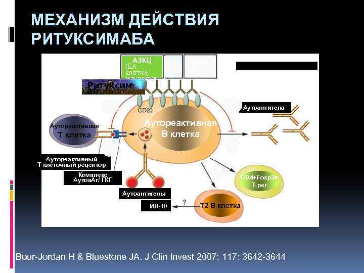 МЕХАНИЗМ ДЕЙСТВИЯ РИТУКСИМАБА АЗКЦ (ЕК клетки, макрофаг и) Ритуксим КЗ Ц Апопт оз аб