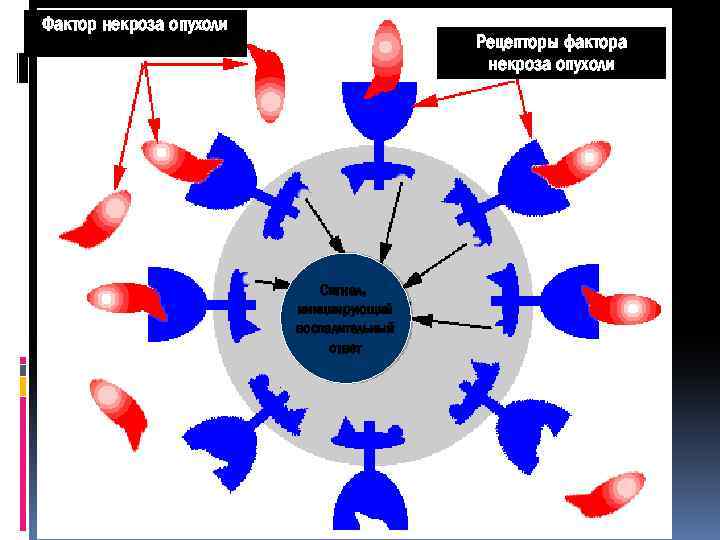 Фактор некроза опухоли Рецепторы фактора некроза опухоли Сигнал, инициирующий воспалительный ответ 