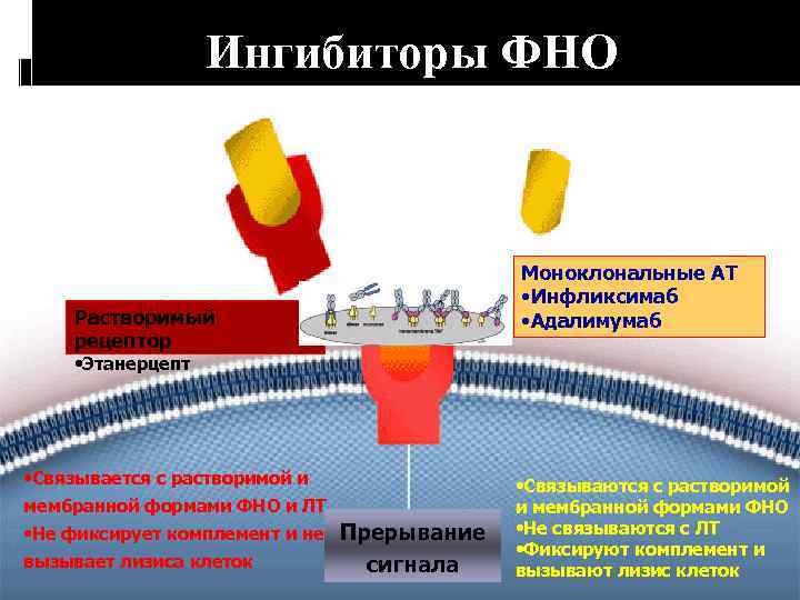 Ингибиторы ФНО Моноклональные АТ • Инфликсимаб • Адалимумаб Растворимый рецептор • Этанерцепт • Связывается