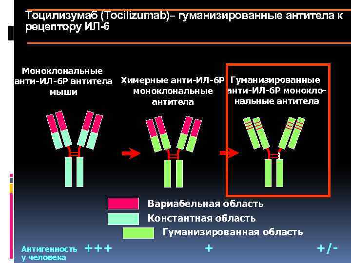 Тоцилизумаб (Tocilizumab)– гуманизированные антитела к рецептору ИЛ-6 Моноклональные анти-ИЛ-6 Р антитела Химерные анти-ИЛ-6 Р