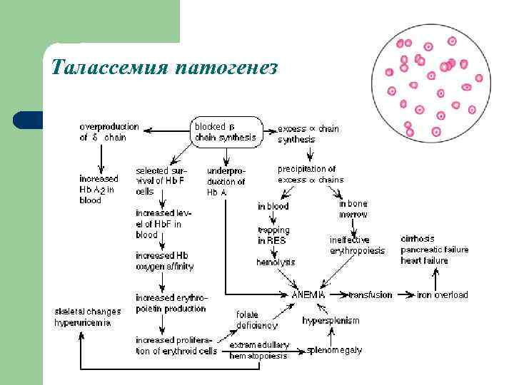 Талассемия патогенез 