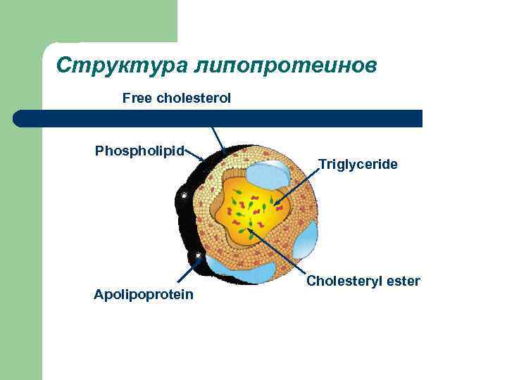 Структура липопротеинов Free cholesterol Phospholipid Apolipoprotein Triglyceride Cholesteryl ester 