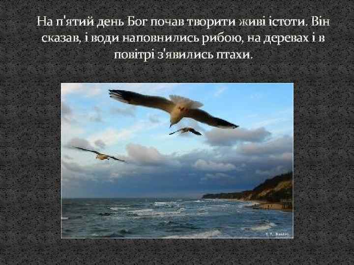 На п'ятий день Бог почав творити живі істоти. Він сказав, і води наповнились рибою,