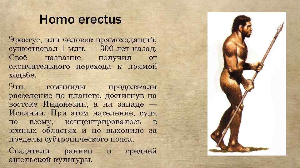 Homo erectus Эректус, или человек прямоходящий, существовал 1 млн. — 300 лет назад. Своё