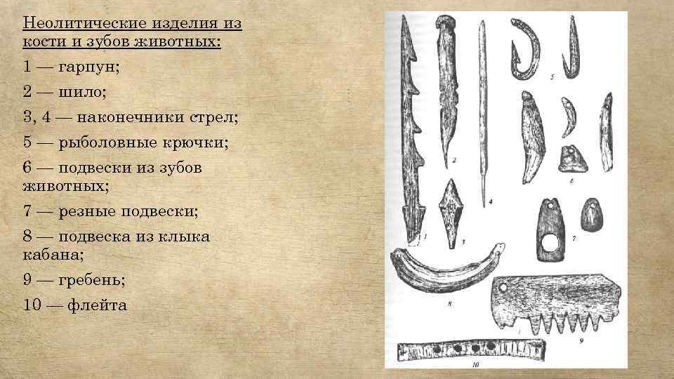 Неолитические изделия из кости и зубов животных: 1 — гарпун; 2 — шило; 3,