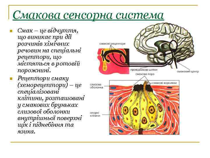 Смакова сенсорна система n n Смак – це відчуття, що виникає при дії розчинів