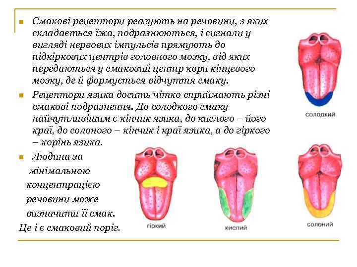 Смакові рецептори реагують на речовини, з яких складається їжа, подразнюються, і сигнали у вигляді
