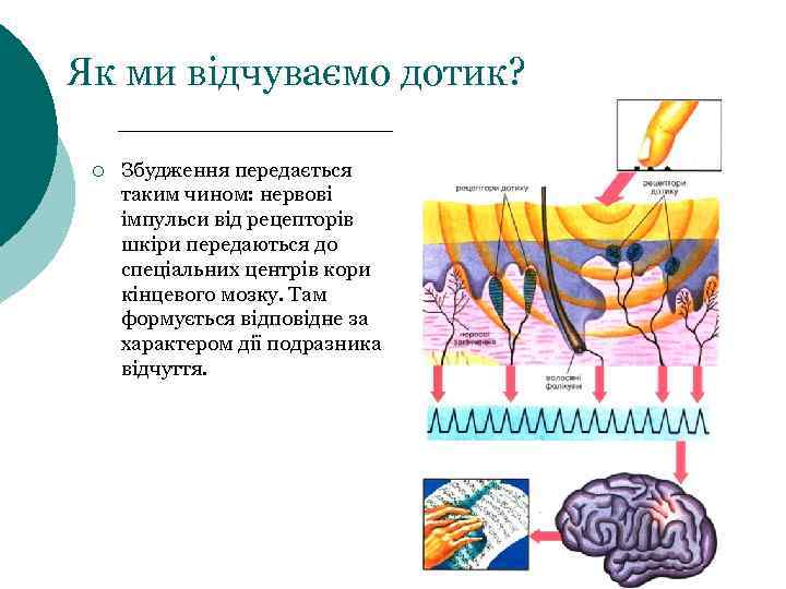 Як ми відчуваємо дотик? ¡ Збудження передається таким чином: нервові імпульси від рецепторів шкіри