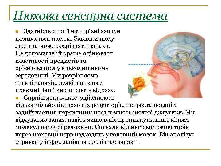 Нюхова сенсорна система Здатність сприймати різні запахи називається нюхом. Завдяки нюху людина може розрізняти