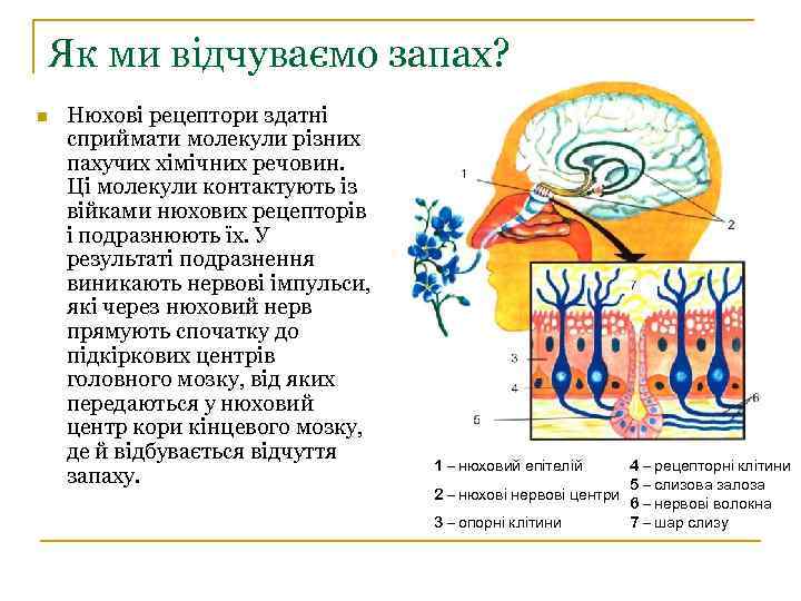 Як ми відчуваємо запах? n Нюхові рецептори здатні сприймати молекули різних пахучих хімічних речовин.