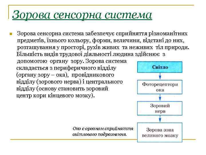 Зорова сенсорна система забезпечує сприйняття різноманітних предметів, їхнього кольору, форми, величини, відстані до них,