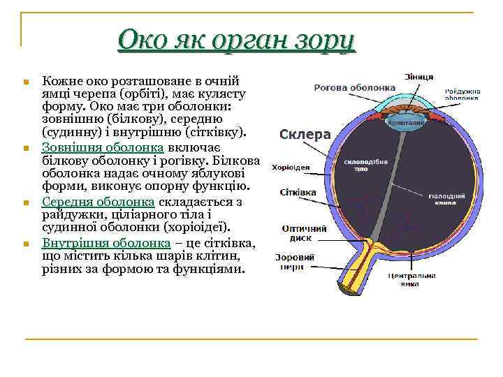 Око як орган зору n n Кожне око розташоване в очній ямці черепа (орбіті),