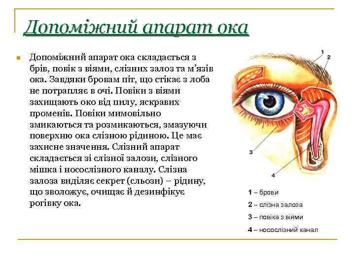 Допоміжний апарат ока n Допоміжний апарат ока складається з брів, повік з віями, слізних
