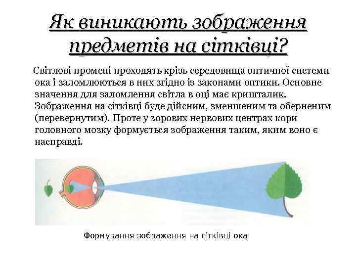 Як виникають зображення предметів на сітківці? Світлові промені проходять крізь середовища оптичної системи ока