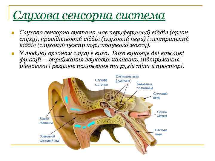 Слухова сенсорна система n n Слухова сенсорна система має периферичний відділ (орган слуху), провідниковий